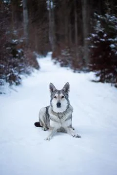 Saarloos Wolfhond Stock Photos