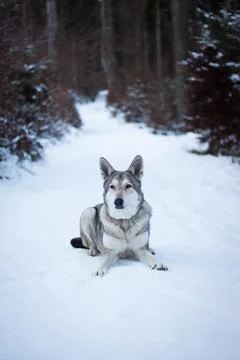 Saarloos Wolfhond Stock Photos