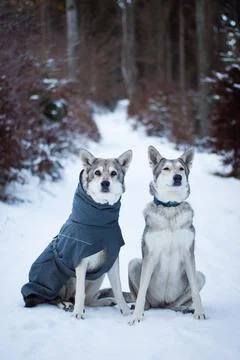Saarloos Wolfhond Stock Photos