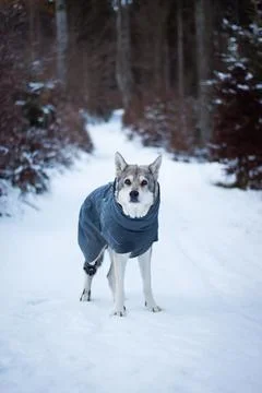 Saarloos Wolfhond Stock Photos