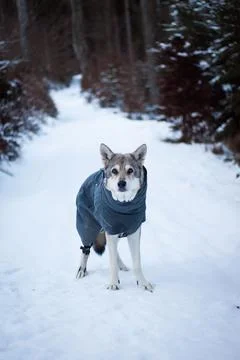 Saarloos Wolfhond Stock Photos