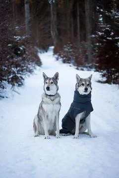 Saarloos Wolfhond Stock Photos