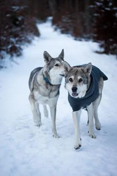 Saarloos Wolfhond Stock Photos
