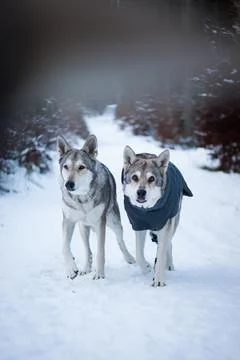Saarloos Wolfhond Stock Photos