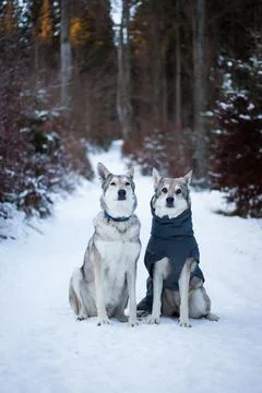 Saarloos Wolfhond Stock Photos