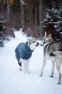 Saarloos Wolfhond Stock Photos
