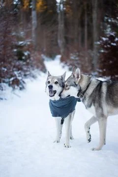 Saarloos Wolfhond Stock Photos