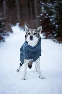Saarloos Wolfhond Stock Photos