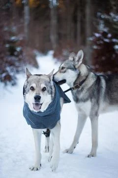 Saarloos Wolfhond Stock Photos