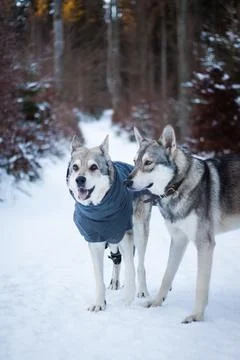Saarloos Wolfhond Stock Photos