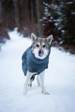 Saarloos Wolfhond Stock Photos
