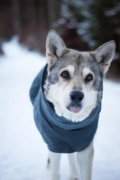 Saarloos Wolfhond Stock Photos