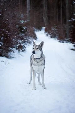 Saarloos Wolfhond Stock Photos