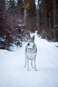 Saarloos Wolfhond Stock Photos