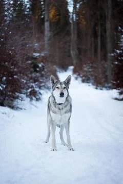 Saarloos Wolfhond Stock Photos