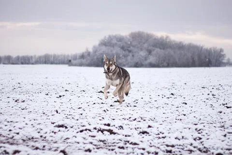 Saarloos Wolfhond Stock Photos
