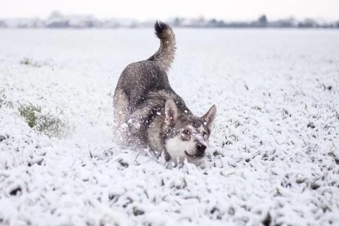 Saarloos Wolfhond Stock Photos