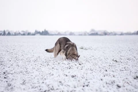 Saarloos Wolfhond Stock Photos