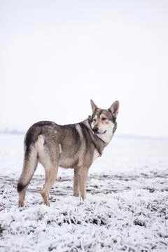 Saarloos Wolfhond Stock Photos