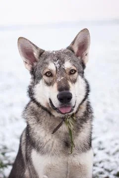 Saarloos Wolfhond Stock Photos