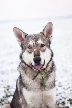 Saarloos Wolfhond Stock Photos
