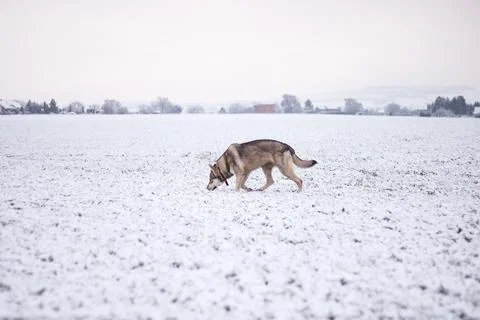 Saarloos Wolfhond Stock Photos