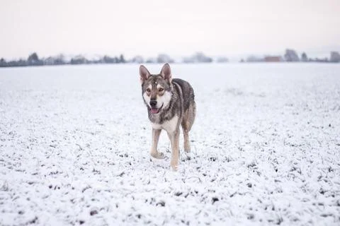 Saarloos Wolfhond Stock Photos