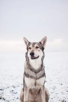 Saarloos Wolfhond Stock Photos
