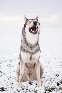 Saarloos Wolfhond Stock Photos