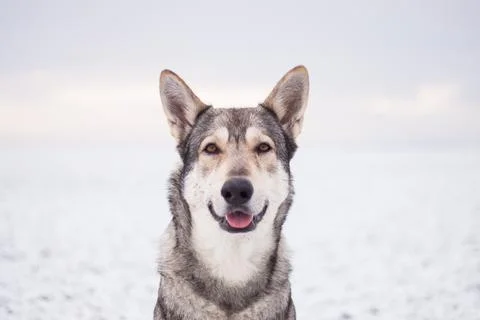 Saarloos Wolfhond Stock Photos
