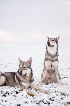 Saarloos Wolfhond Stock Photos