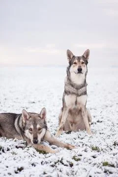 Saarloos Wolfhond Stock Photos