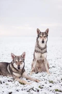 Saarloos Wolfhond Stock Photos