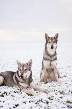 Saarloos Wolfhond Stock Photos