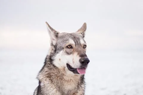 Saarloos Wolfhond Stock Photos