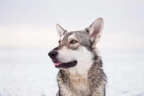 Saarloos Wolfhond Stock Photos