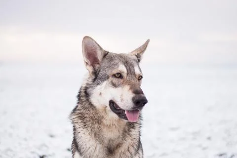 Saarloos Wolfhond Stock Photos