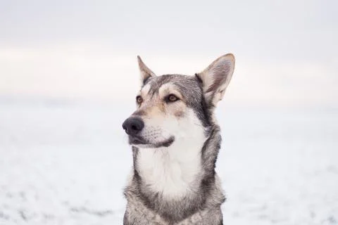 Saarloos Wolfhond Stock Photos