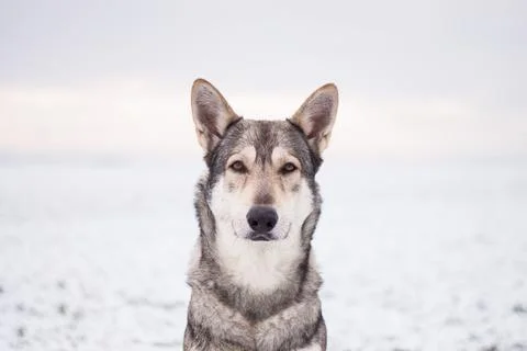 Saarloos Wolfhond Stock Photos