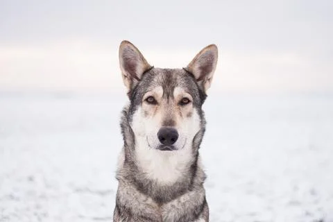 Saarloos Wolfhond Stock Photos