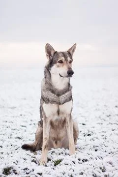Saarloos Wolfhond Stock Photos