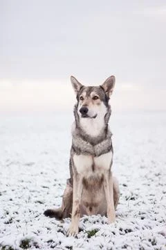 Saarloos Wolfhond Stock Photos