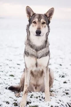 Saarloos Wolfhond Stock Photos