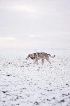Saarloos Wolfhond Stock Photos