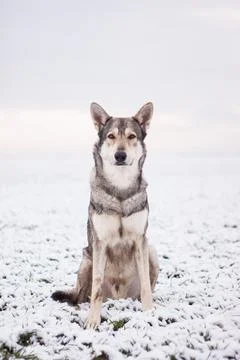 Saarloos Wolfhond Stock Photos