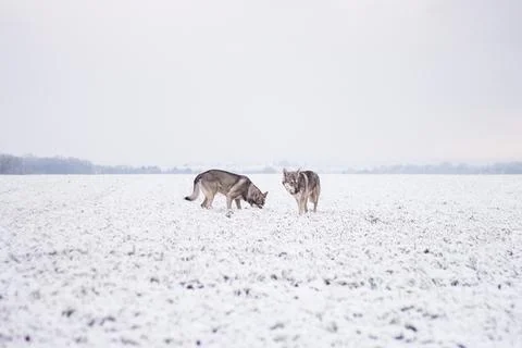 Saarloos Wolfhond Stock Photos