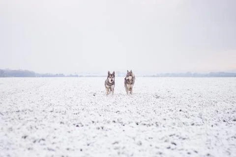 Saarloos Wolfhond Stock Photos