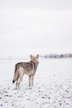 Saarloos Wolfhond Stock Photos