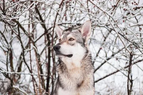 Saarloos Wolfhond Stock Photos