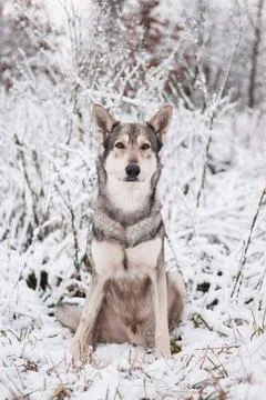 Saarloos Wolfhond Stock Photos